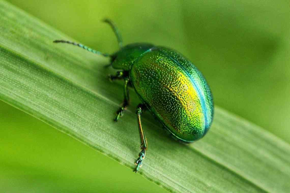 Травневий жук зелений - дивовижний красень