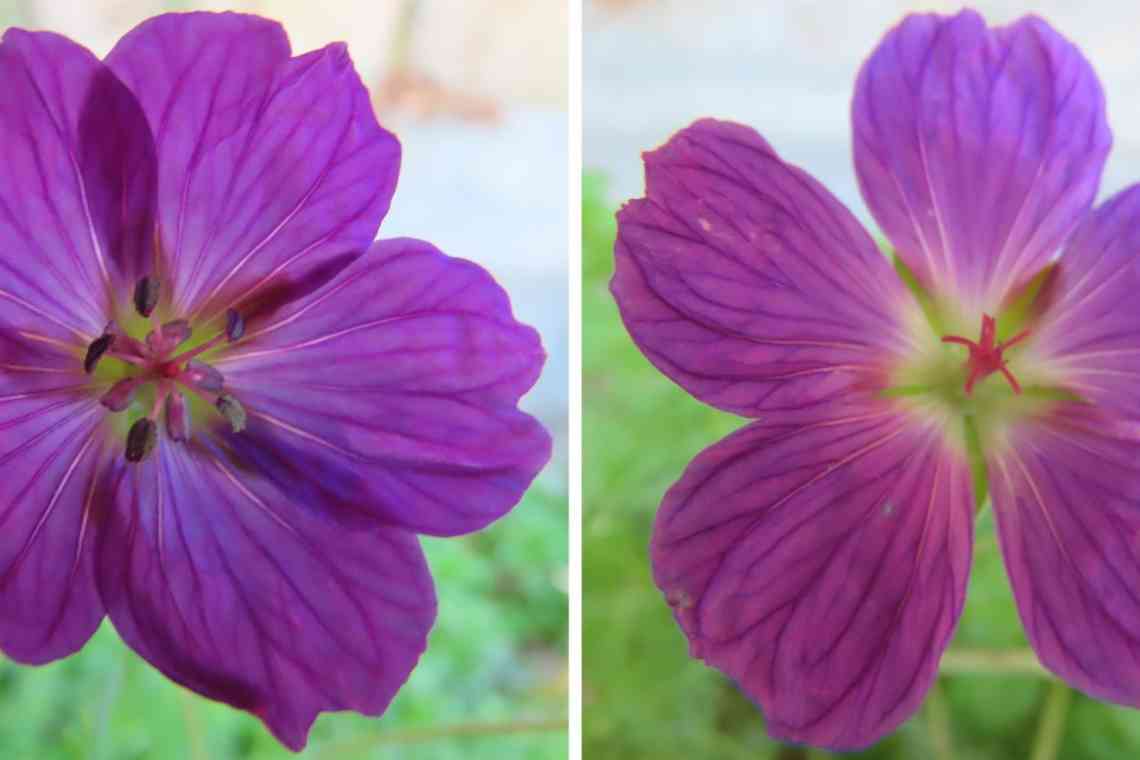 Асиметрична, зигоморфна та актиноморфна квітка: коротка характеристика