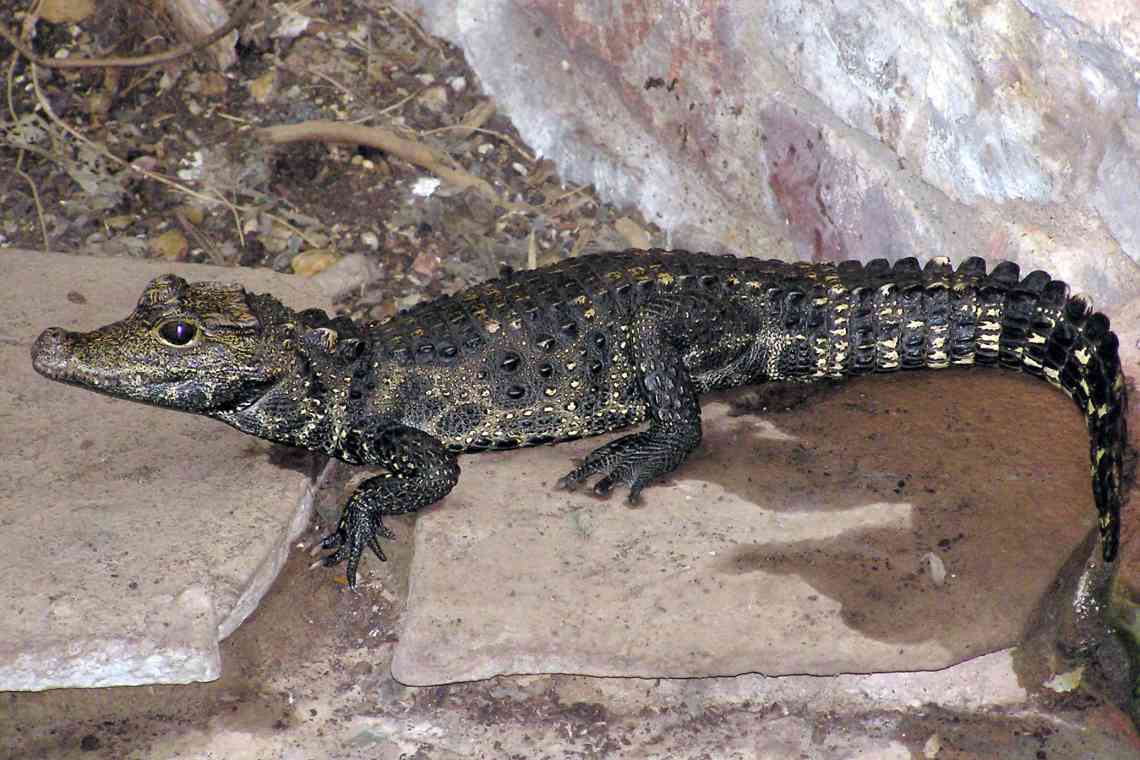 Крокодил тупорилий: фото, опис, харчування