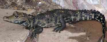 Крокодил тупорилий: фото, опис, харчування