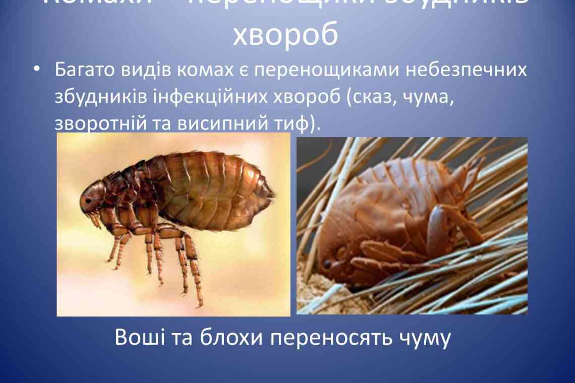 Дізнаємося як багато ніг у комах? Відповідаємо на таке цікаве запитання