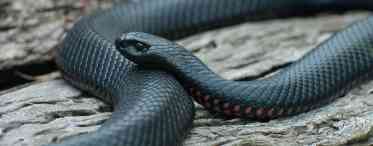 Чорна змія