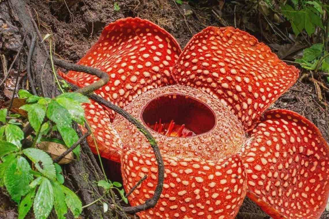 Найбільш смердюча квітка у світі