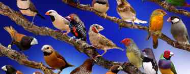 Найпопулярніші декоративні птахи: особливості та різні факти