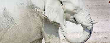 Білі слони - божественні створіння
