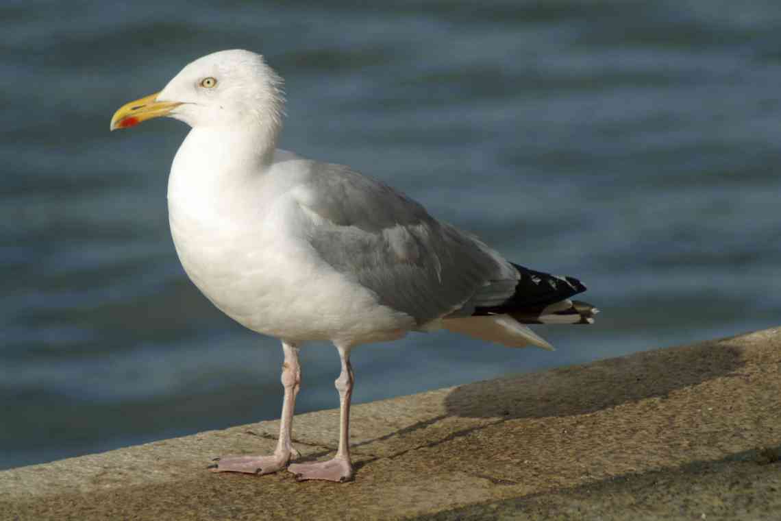 Срібляста чайка: короткий опис, розмноження та цікаві факти