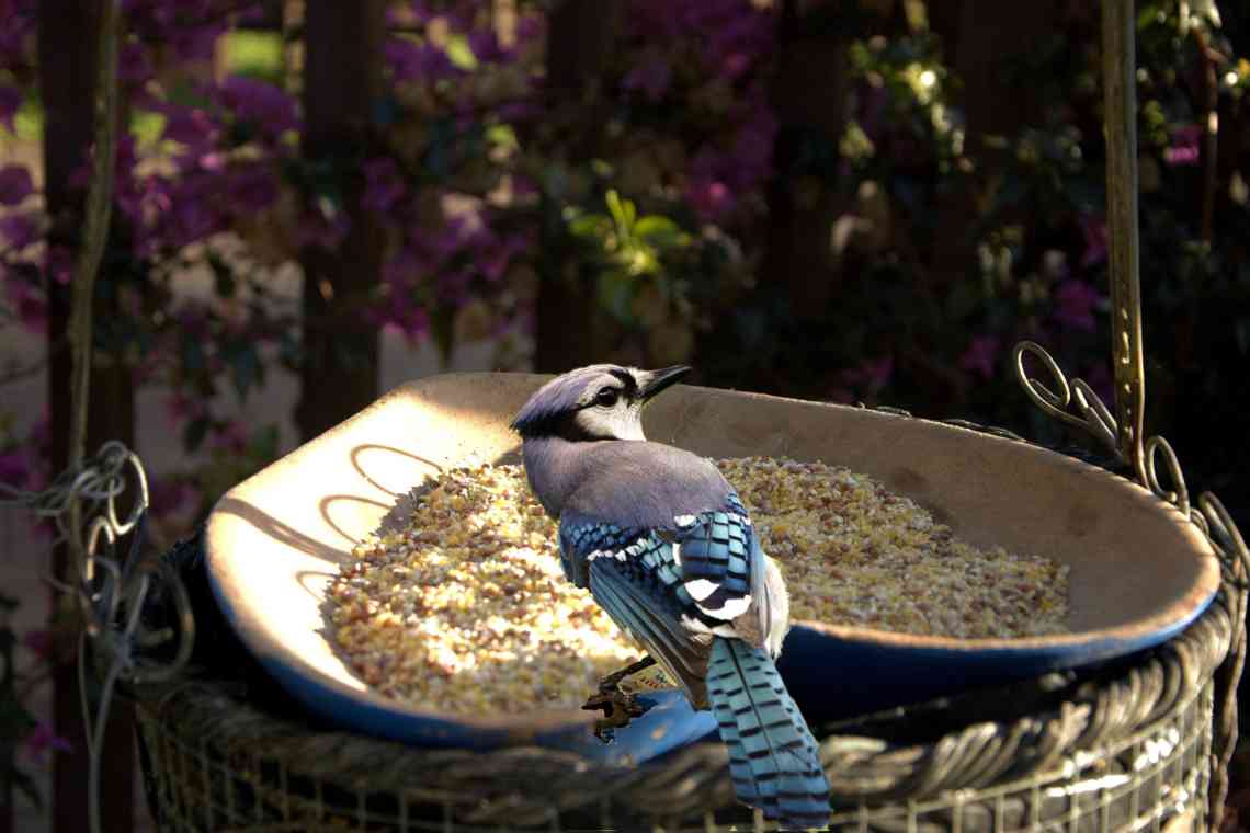 Дізнаємося як ая найкорисніша для саду птиця? Птахи в наших садах