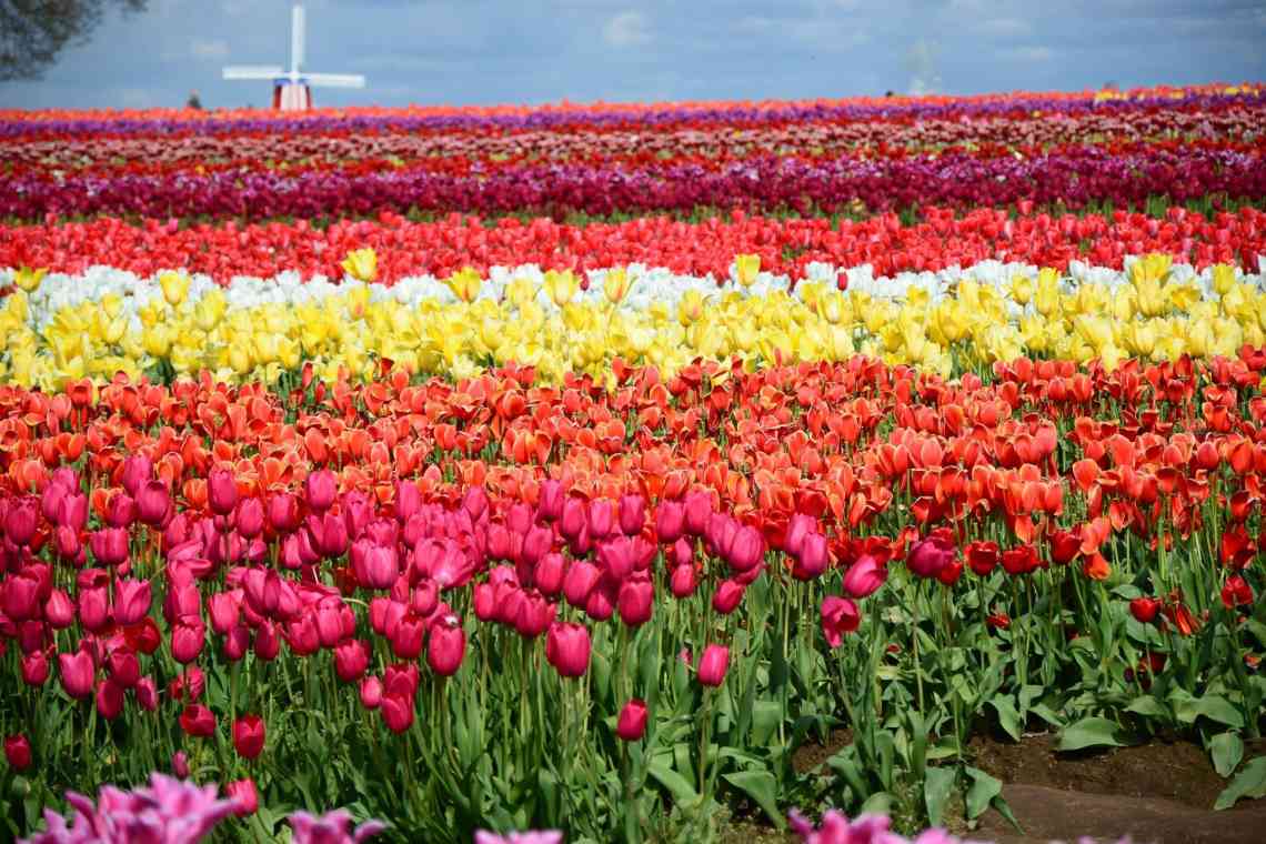 Країна тюльпанів - Нідерланди. Країна тюльпанів у Європі