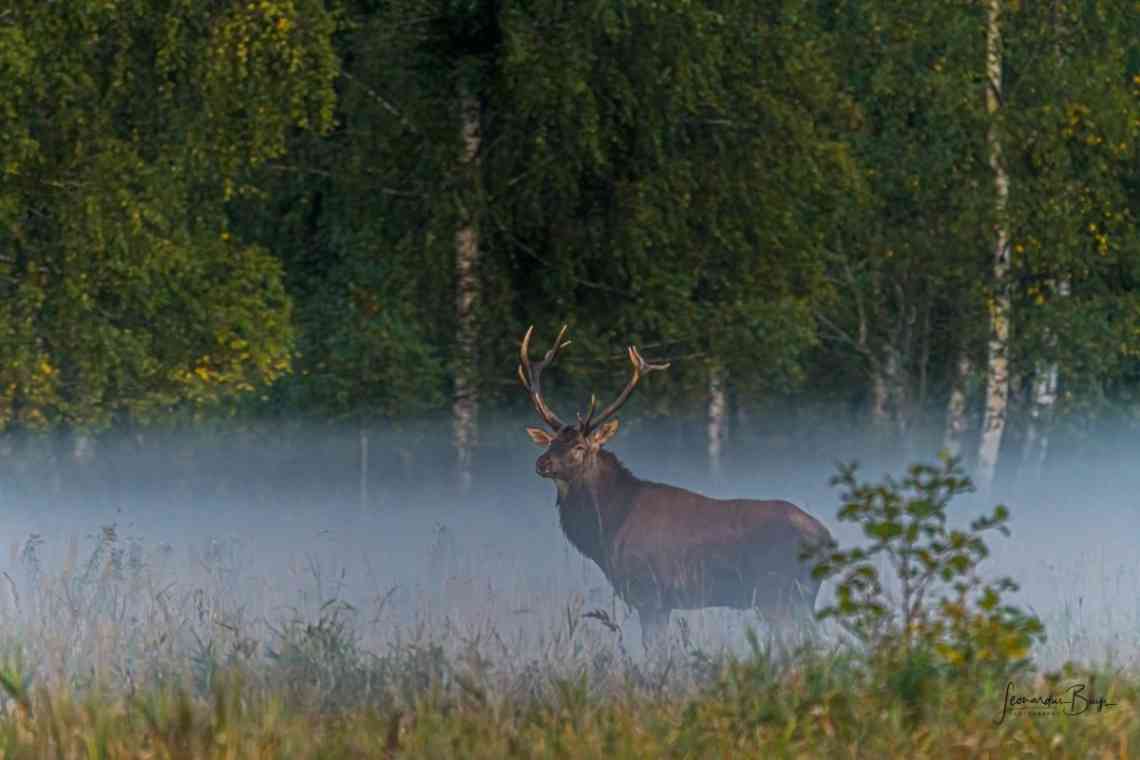 Республіка Білорусь: тварини, природа, заповідники