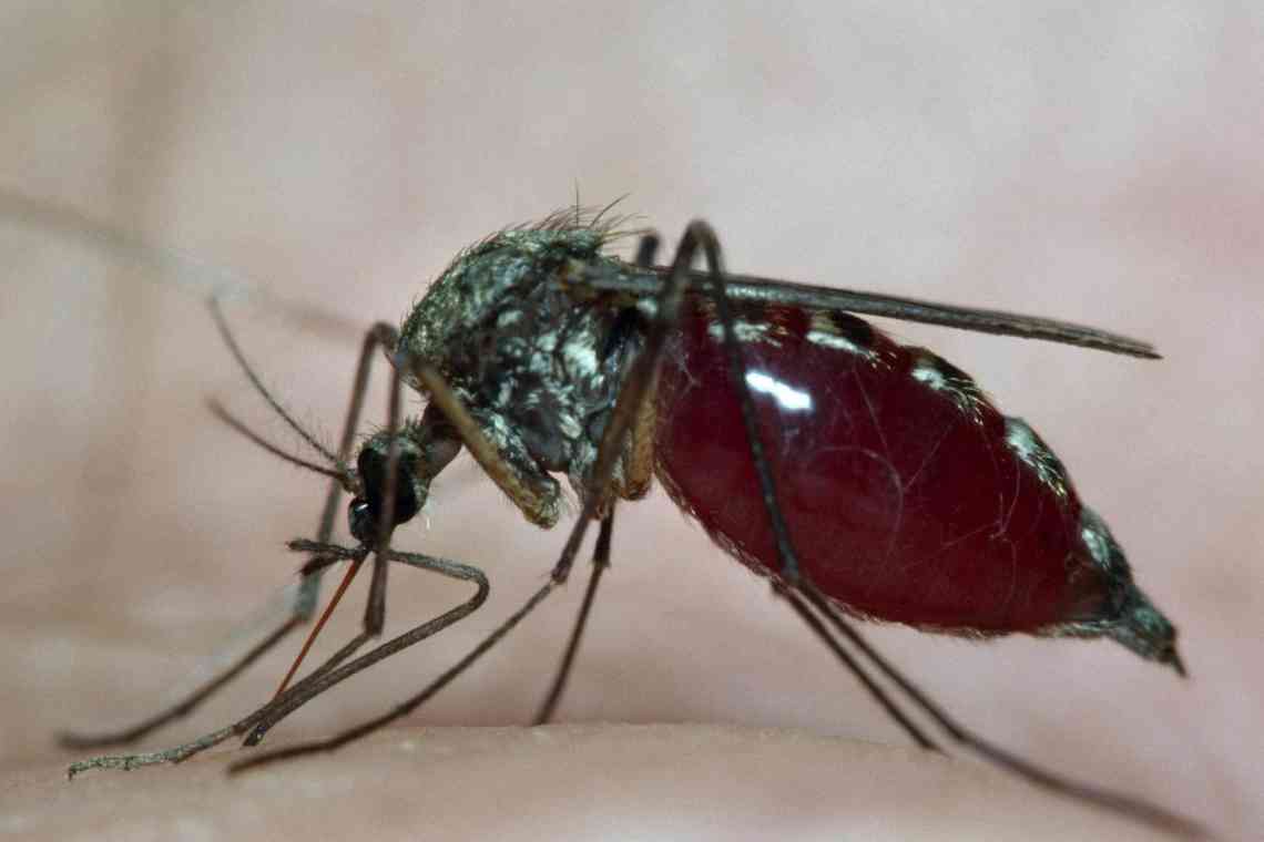 Самка і самець комара - абсолютно не зайві в природі