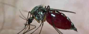 Самка і самець комара - абсолютно не зайві в природі