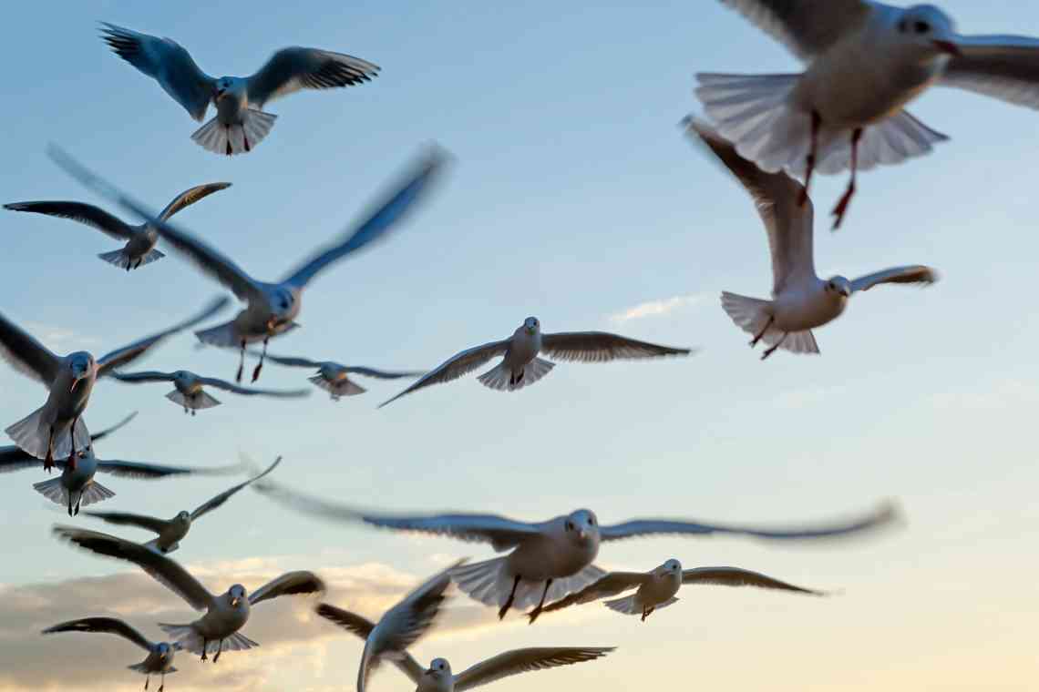 Дізнаємося як літають птахи: навчання пташеня польоту