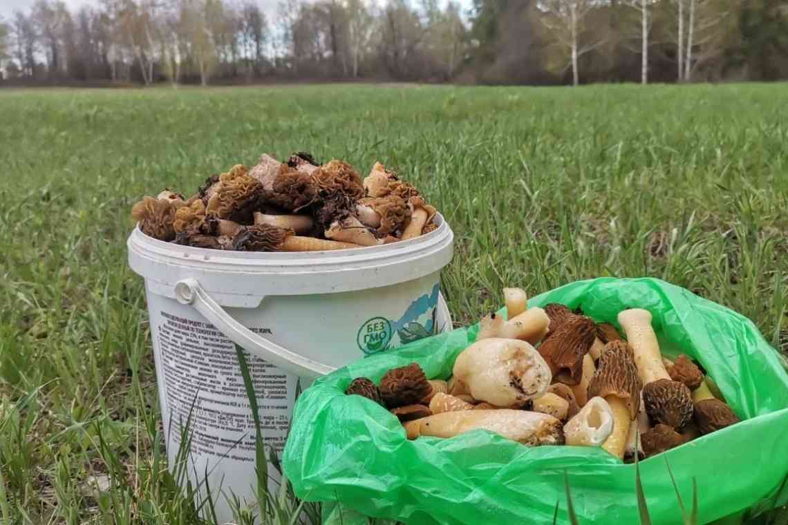 Збираємо гриби: рядки і сморчки - шкода і користь