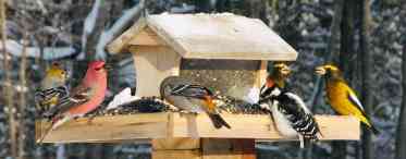 Дізнаємося чим годувати птахів взимку. Дізнаємося чим годувати вуличних птахів взимку