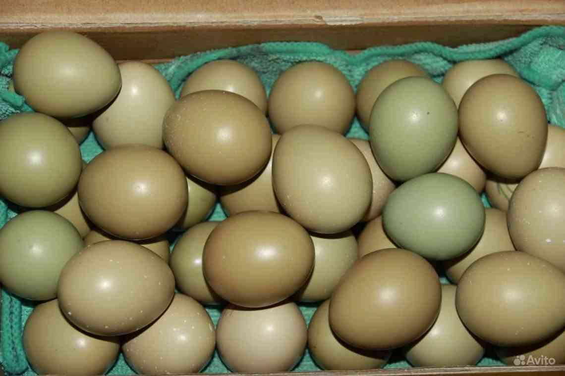 Яйце фазана: корисний вплив на організм і фото