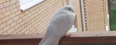 Дізнаємося як відвадити голубів від балкона? Чим балкон приваблює голуба?