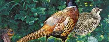 Звичайний фазан: короткий опис, особливості харчування, розмноження та цікаві факти