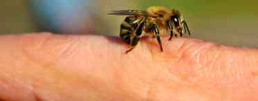 Розкажемо про те, якій тварині не страшні бджолині укуси