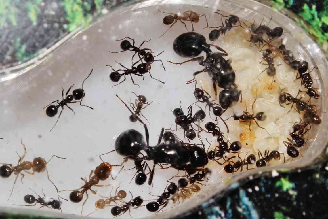 Дізнаємося як виглядає матка мурашка? Опис і фото