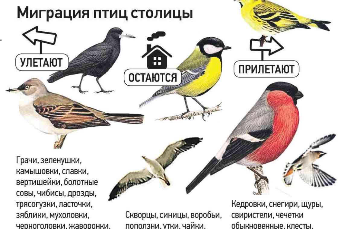 Трясогузка: перелітний птах чи ні? Дізнаємося точно!