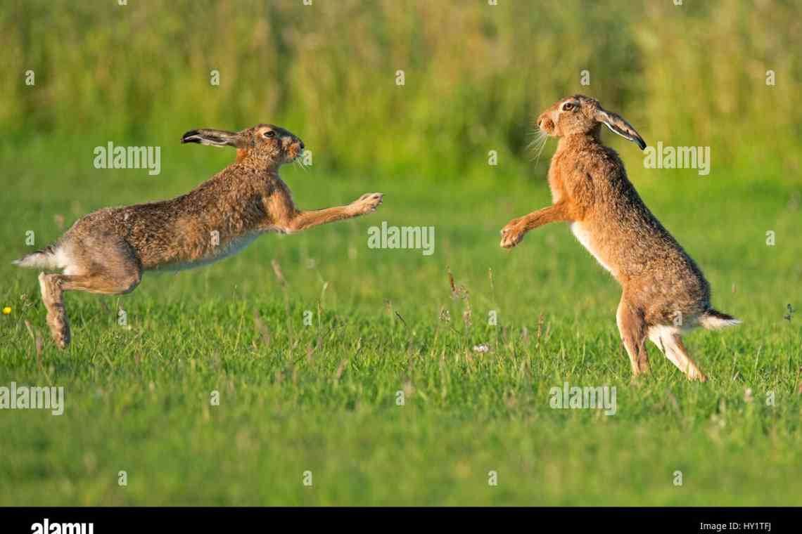 Заєць русак і заєць біляк: короткий опис, поширення, схожість і відмінність