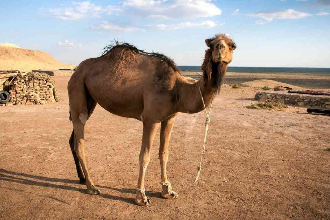 Двогорбий верблюд - корабель пустелі