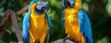 Синій ара в природних і домашніх умовах. Фото папуг