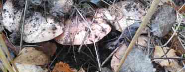 Їстівний гриб рядівка тополева