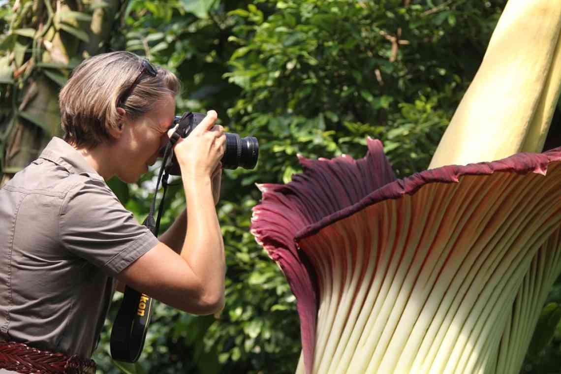 Раффлезія Арнольді та Аморфофаллус Титаніум - найбільші квіти у світі