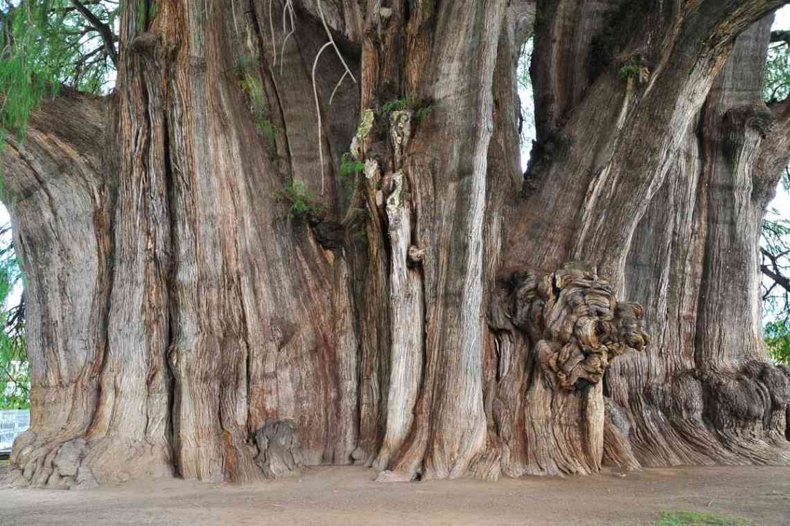 Найбільш незвичайне дерево в світі. Незвичайні дерева світу: фото