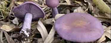 Рядок фіолетовий: їстівний або отруйний гриб?
