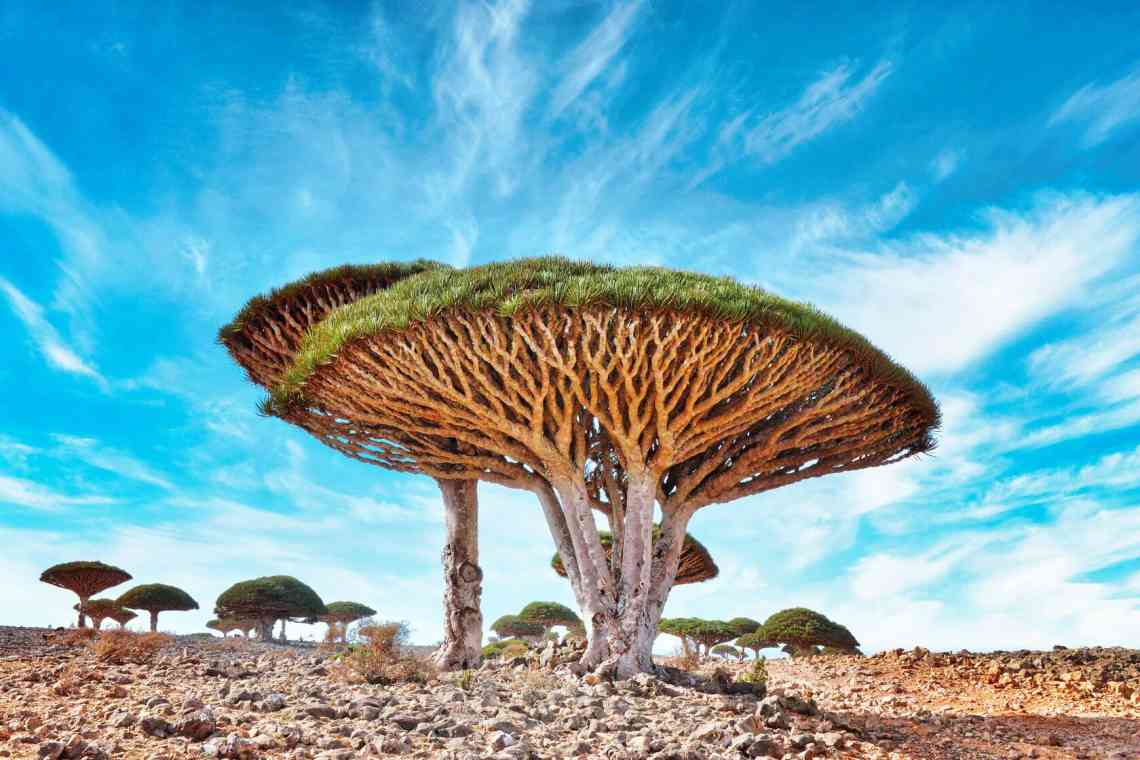 Найстаріше дерево, що росте на нашій планеті