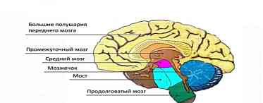 Розвиток лівої півкулі мозку: навіщо це потрібно і що робити для результату