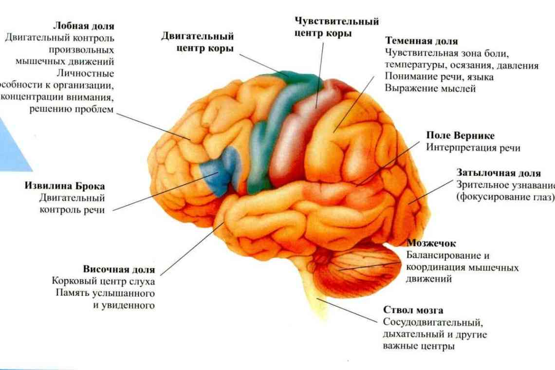 Розвиток правої півкулі мозку: 6 вправ (особливо корисно для правшої)