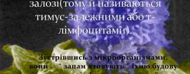 5 правил харчування для довголіття від тих, кому від 80 і старше (вони майже ні в чому собі не відмовляють)