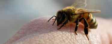 Вкусила бджола: що робити і як допомогти потерпілому