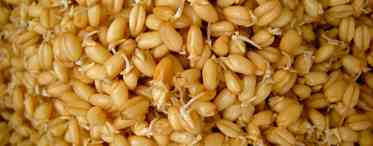 Сила в зернах: для чого і як вживати пророщену пшеницю