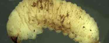 «Мігруюча личинка (Larva migrans, Повзуча хвороба)»