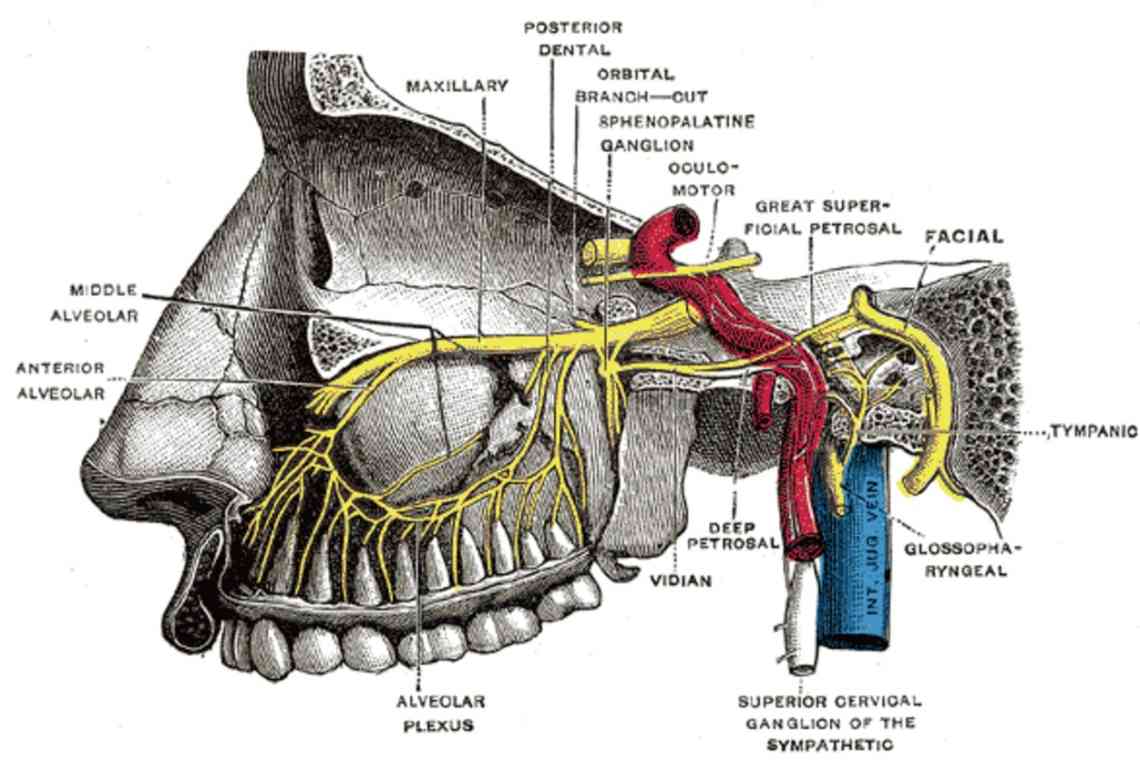 Невралгія вушного вузла