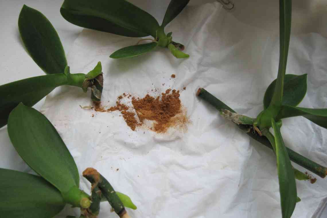 Сплячі нирки біля орхідеї: способи пробудження