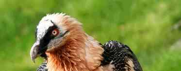 Птах бородач (ягнятник): короткий опис, спосіб життя, розмноження