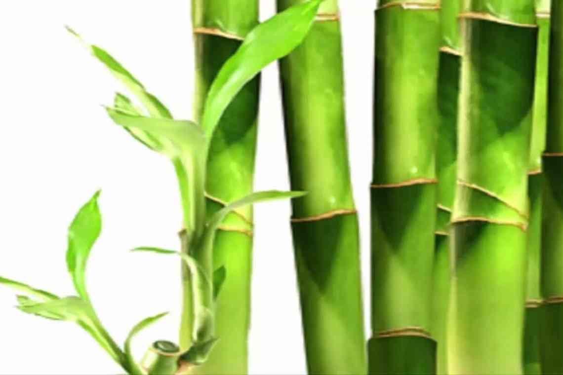 Бамбук - символ стійкості, довголіття, щастя