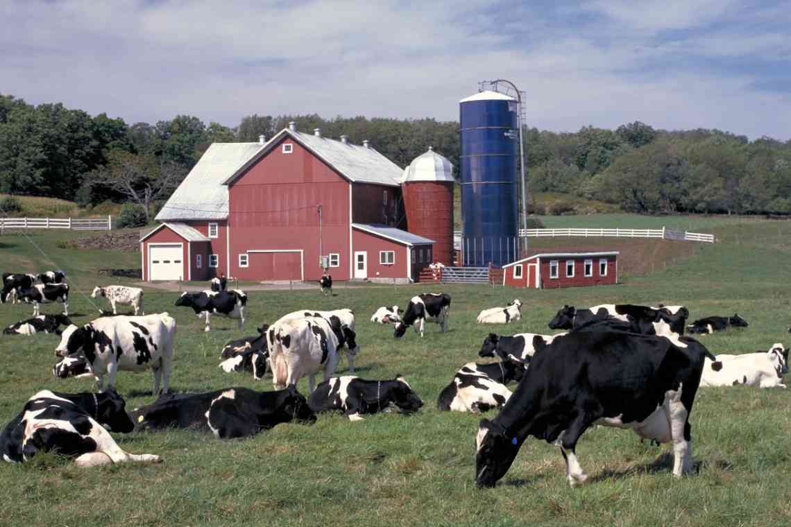 Данія - молочна ферма Європи