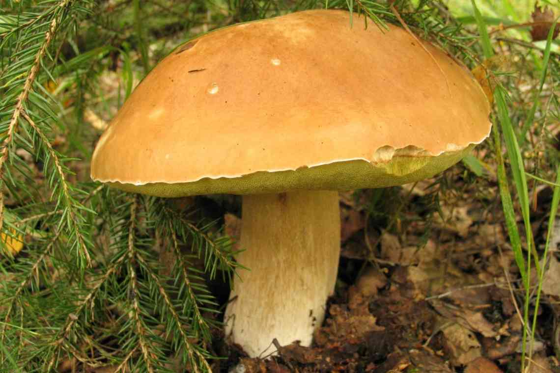 Що це - неїстівні гриби