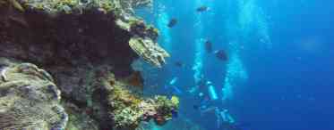 Краса підводного світу морів: фото