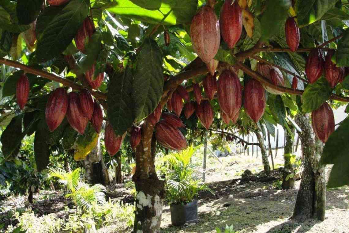 Дерево какао. Де росте дерево какао? Плоди какао