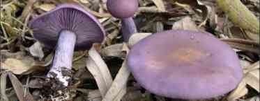 Павутиннік фіолетовий - екзотичний і рідкісний гриб