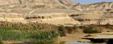 Квітуча пустеля Негев в Ізраїлі