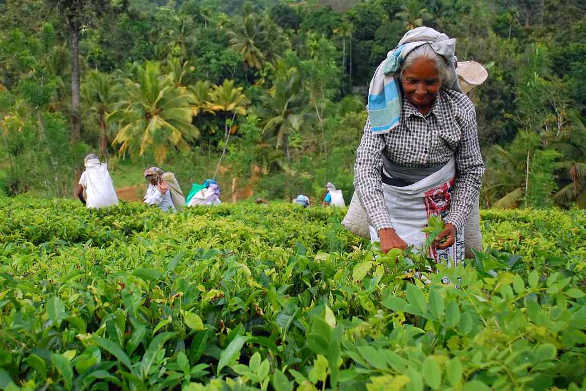 Чайні плантації. Пам'ятки Шрі-Ланки: чайні плантації