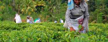 Чайні плантації. Пам'ятки Шрі-Ланки: чайні плантації